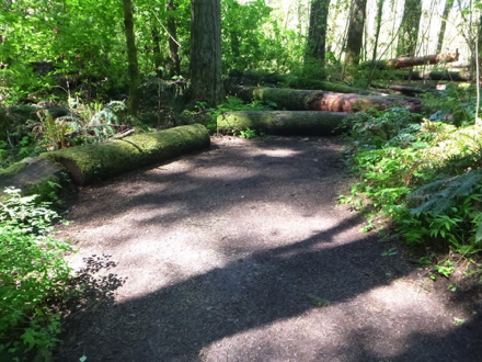 Natural surface trail mixed with gravel - vegetation on the side of trail - logs to sit on